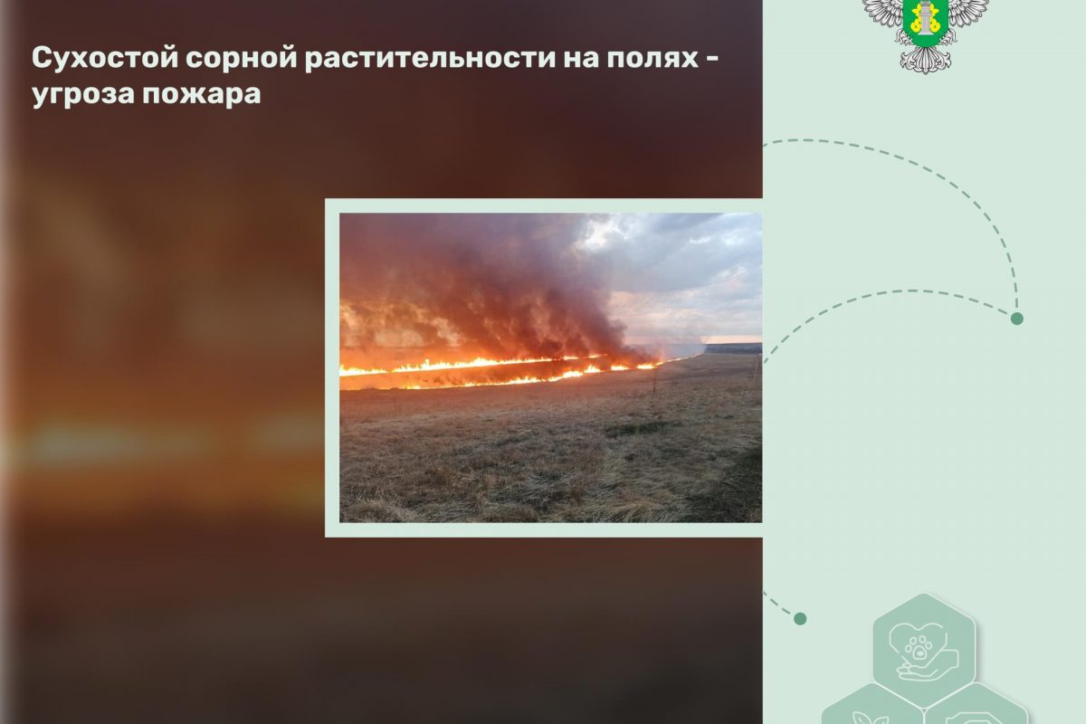 Сухостой сорной растительности на полях — угроза пожара 