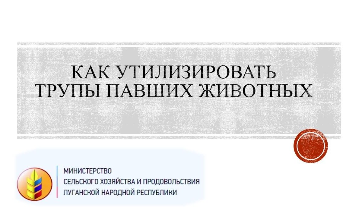 Управление ветеринарии Минсельхоза ЛНР разъясняет, как утилизировать трупы павших животных 
