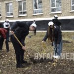 Накануне Дня народного единства в Антраците высадили саженцы деревьев, привезенные прямиком из Ставропольского края