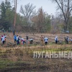 В Станице Луганской в рамках всероссийской акции высадили 25 тысяч саженцев сосны