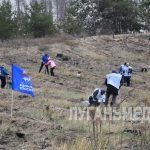 В рамках Всероссийской акции «Сад памяти» в Северодонецком лесничестве высадили 12 тыс. саженцев сосны