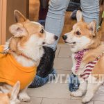Корги-отряд «Маруся и Друзья» посетил центр социальной реабилитации «Возрождение»