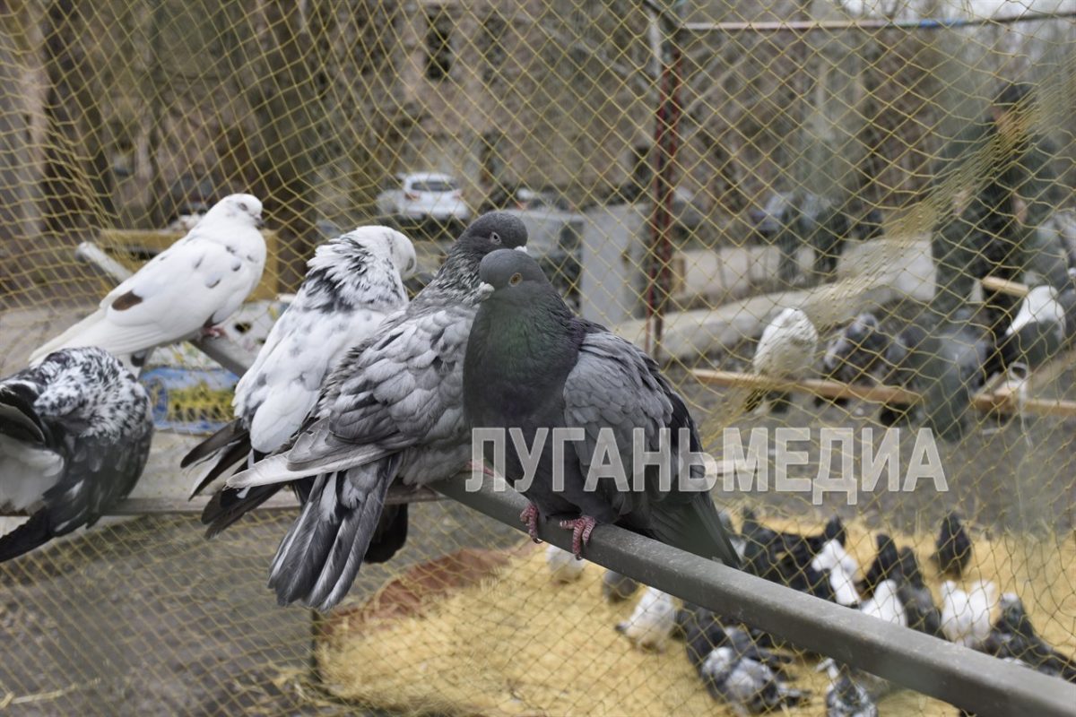 В Красном Луче состоялась выставка-ярмарка голубей