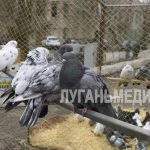 В Красном Луче состоялась выставка-ярмарка голубей