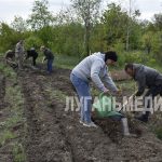 В Антрацитовском муниципальном округе высадили саженцы деревьев