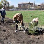 Алчевск присоединился к международной акции «Сад памяти»