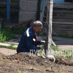 В Ровеньках продолжаются работы по проекту «Каштановая аллея»