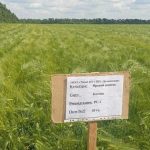 Аграрии ЛНР получили достаточно семян на сев озимых