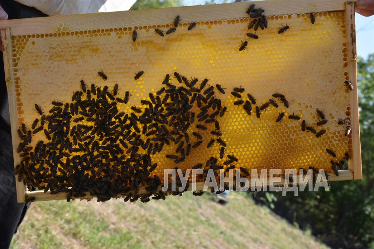 В Новопсковском районе провели маркировку пчел