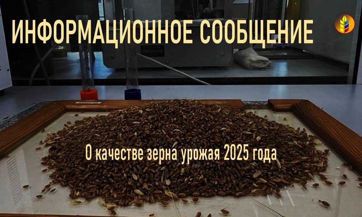 Аграрии Луганщины демонстрируют рост качества зерна урожая 2025 года