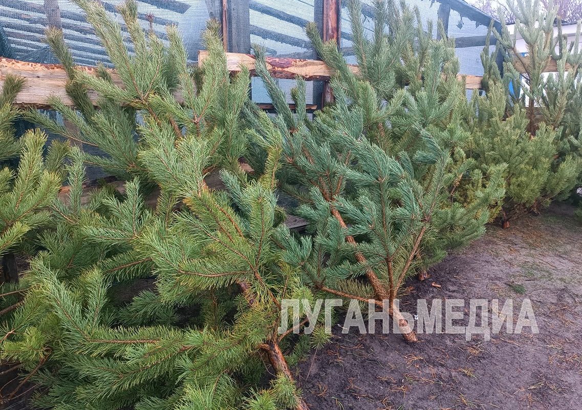 В Станично-Луганском округе 10 декабря стартовала официальная продажа новогодних ёлок