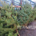 В Станично-Луганском округе 10 декабря стартовала официальная продажа новогодних ёлок