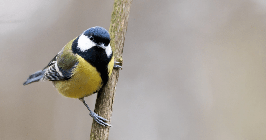 Кстати, о большой синице