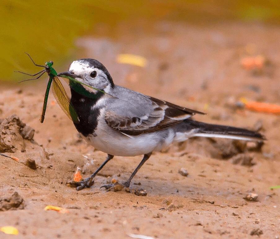 Кстати, о белой трясогузке