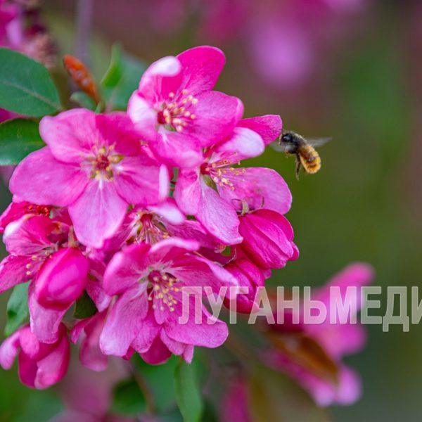 Весенний Луганск: фоторепортаж от корреспондентов «Луганьмедиа»