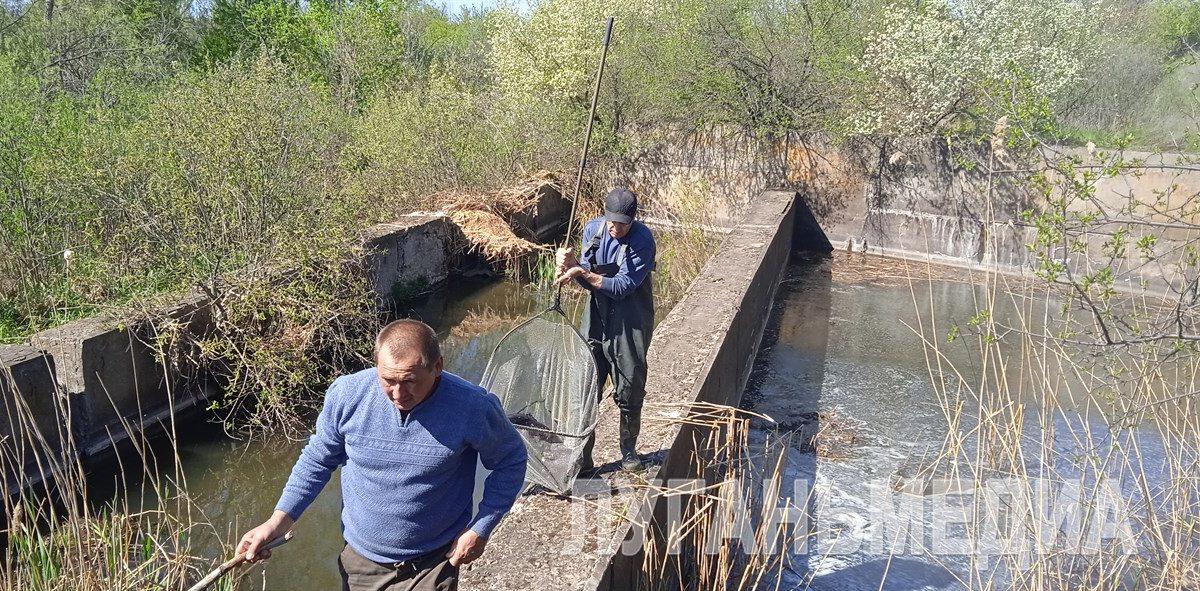 Спасение из бетонной ловушки: история одного бобра у плотины
