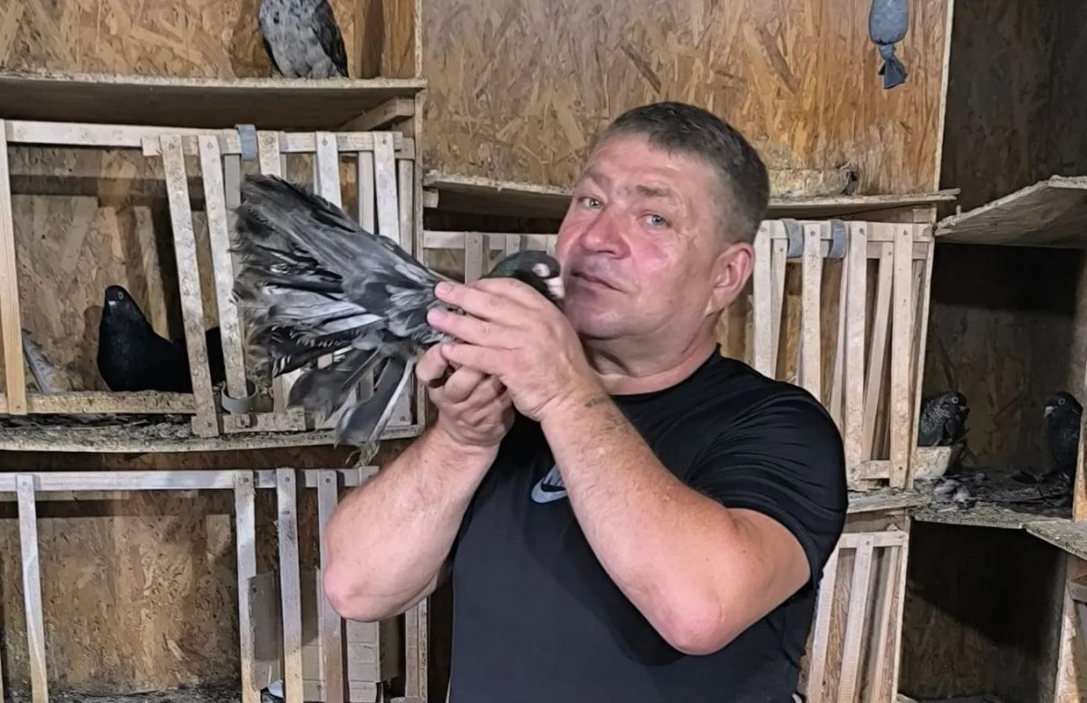 Любовь и голуби Александра Ратушного